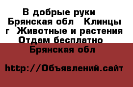 В добрые руки  - Брянская обл., Клинцы г. Животные и растения » Отдам бесплатно   . Брянская обл.